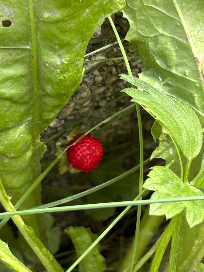 Was versteckt sich da?