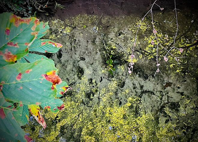Herbstblätter 2