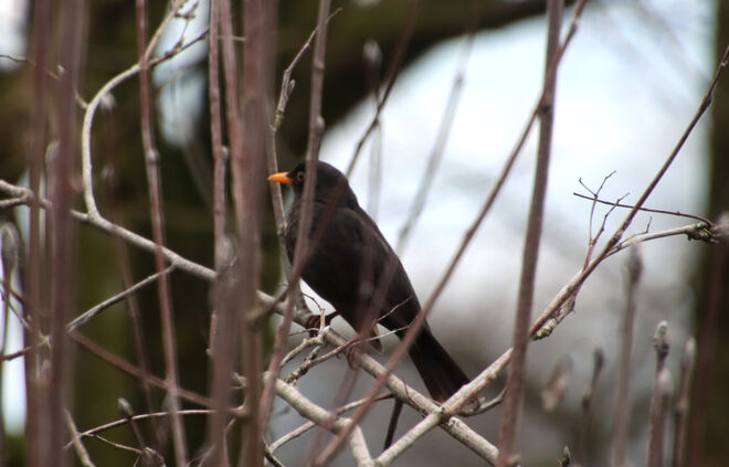 Ob die Amsel auch mich beobachtet?