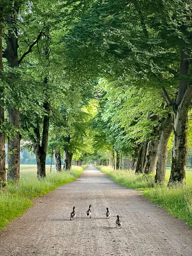 Alle wollen nach Hellbrunn