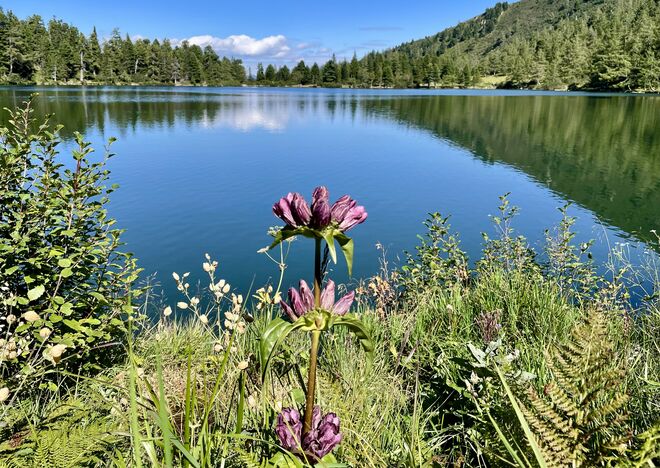 Blick über den Scheiblsee