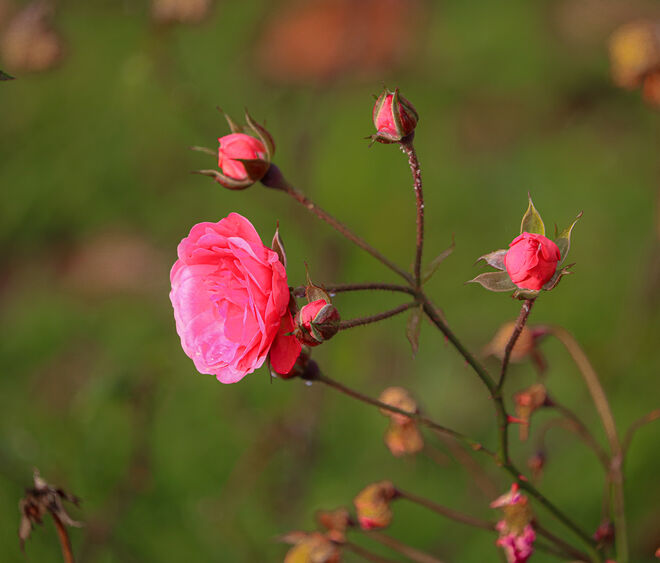 Rosen im November....