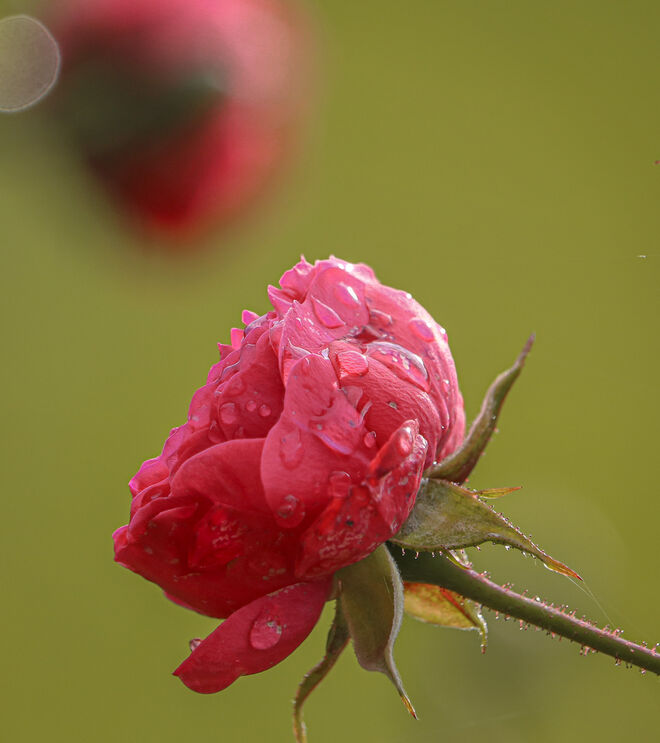 Rosen im Nobvember
