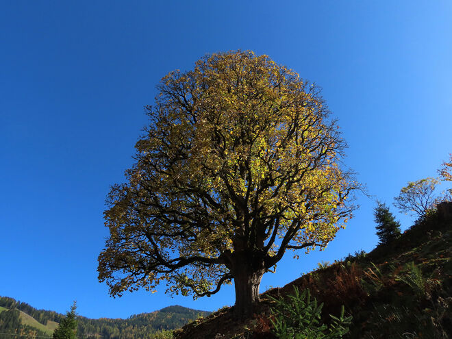 Bergahorn