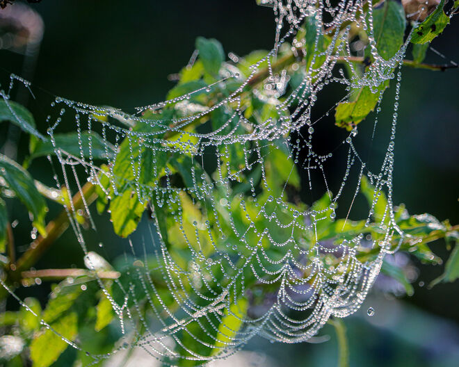 Wunderschöne Perlenkette...