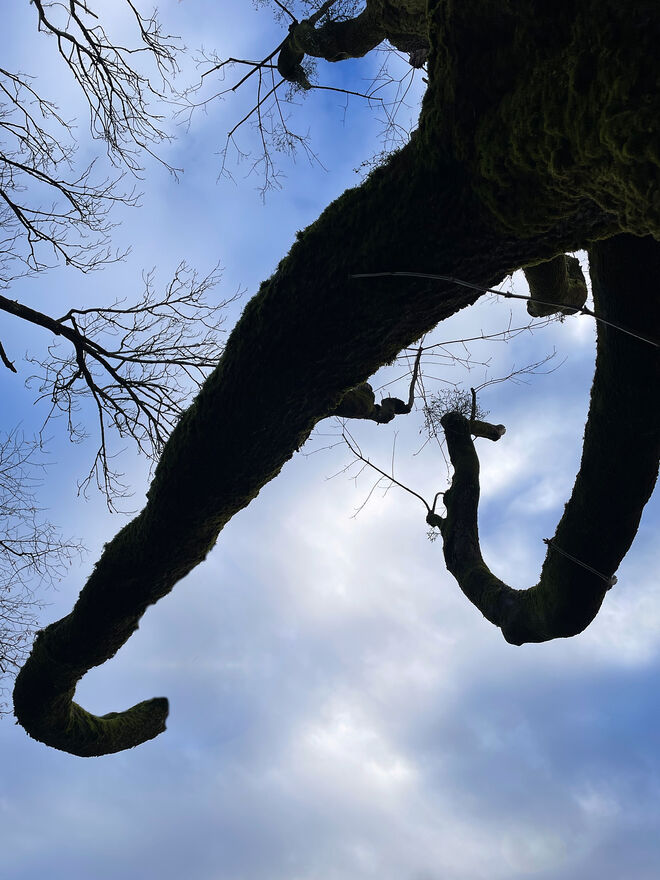 Wie ein Elefant