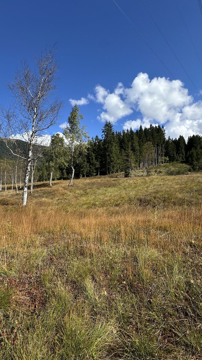 Hochmoor bekennt Farbe