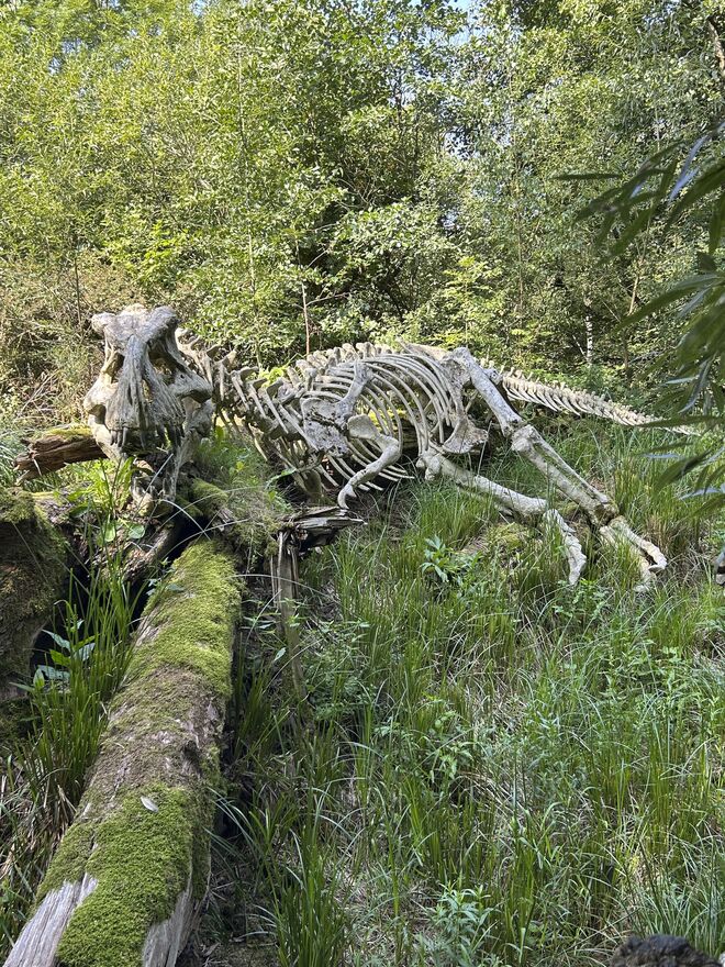 Tyrannosaurus Rex im Bayrischen  Wald