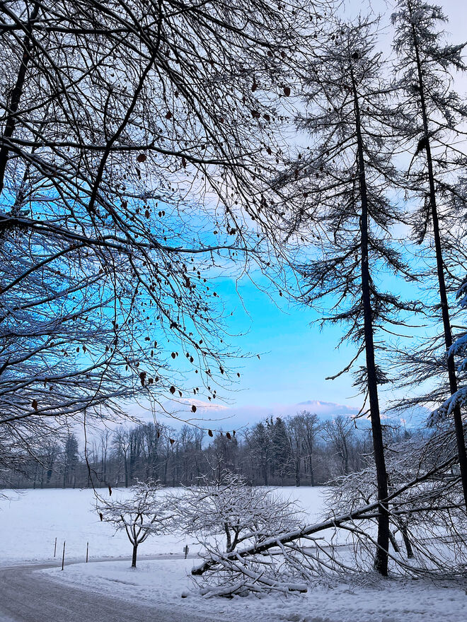 Am Morgen im Park