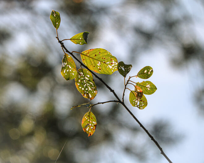 Der Herbst macht sich bemerkbar...