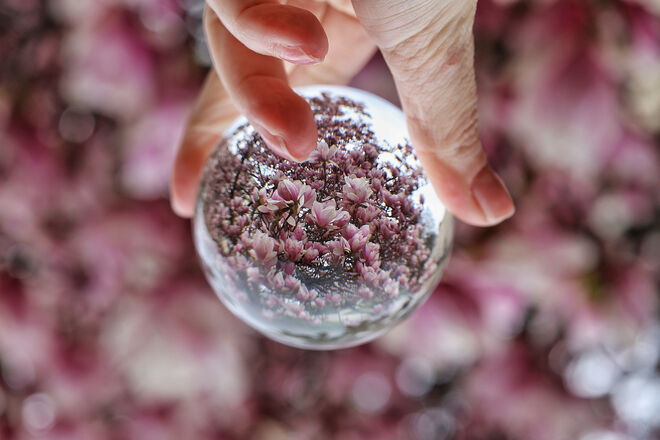 Die Magnolienkugel