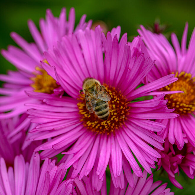 Noch sind ein paar Bienen unterwegs...