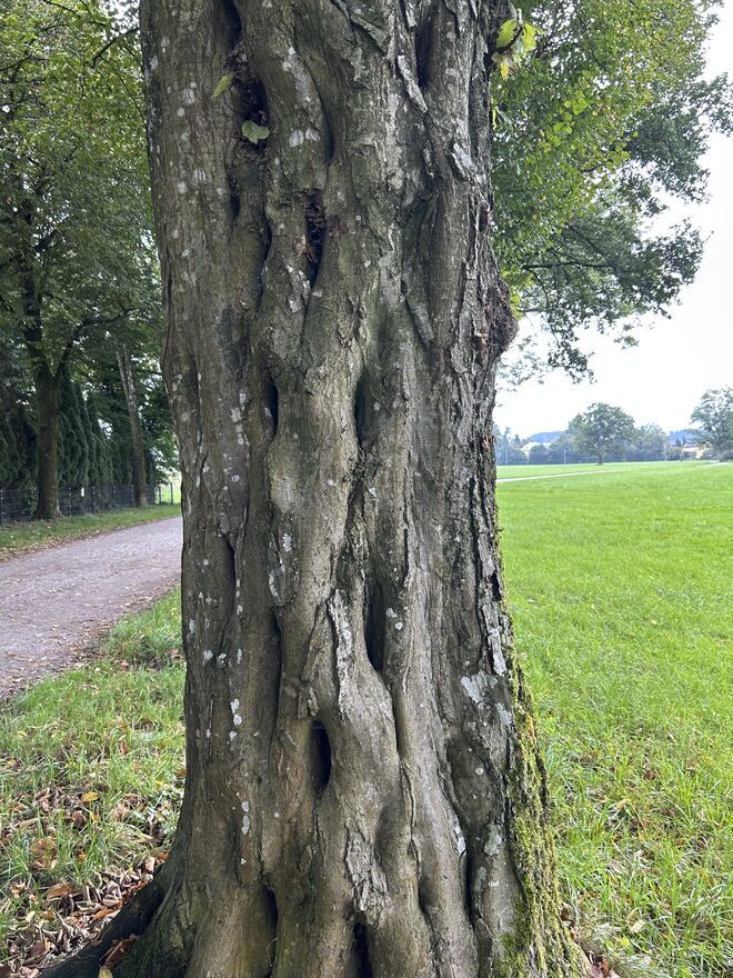 Zopfmuster