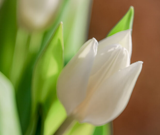 Die ersten Tulpen...