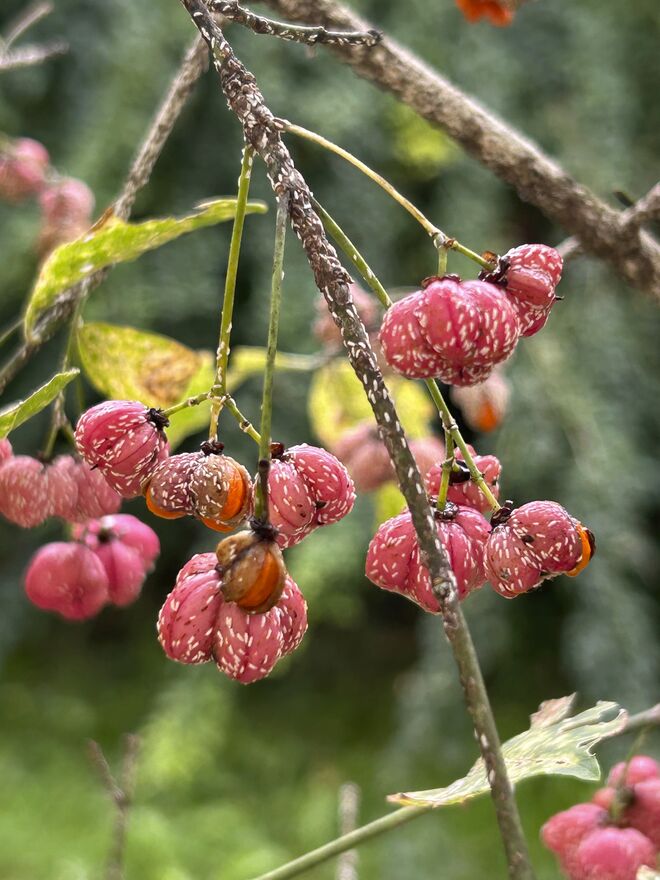 Roter Herbst