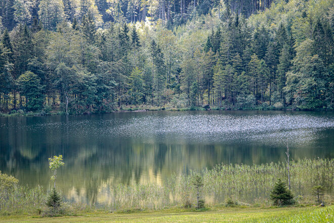 Bäume spiegeln sich im Laudachsee...