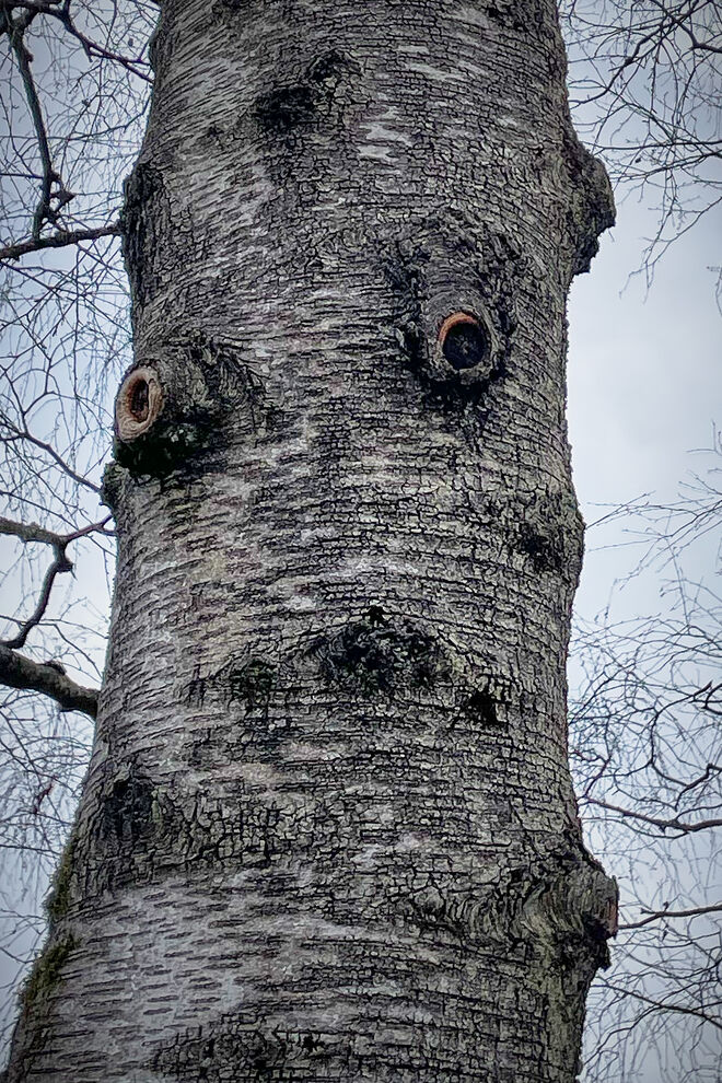 Baumgesicht