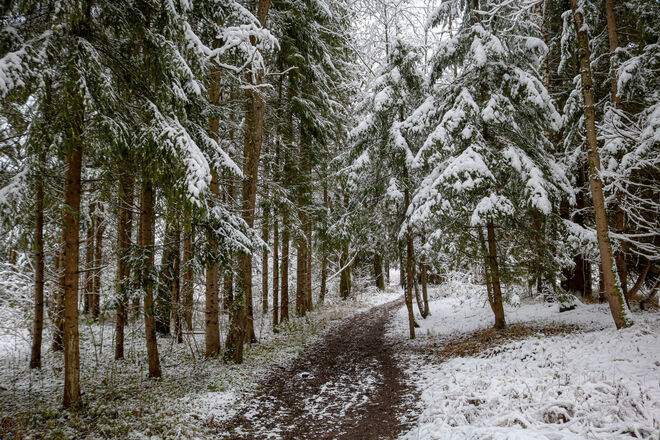 Winterwald...
