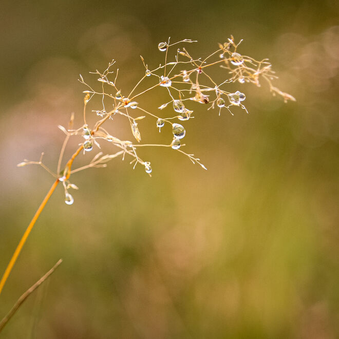 Kleine Wassertropfen...