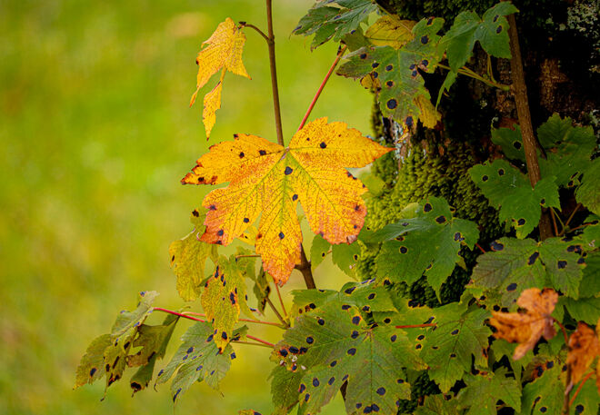 Leuchtende Farben...