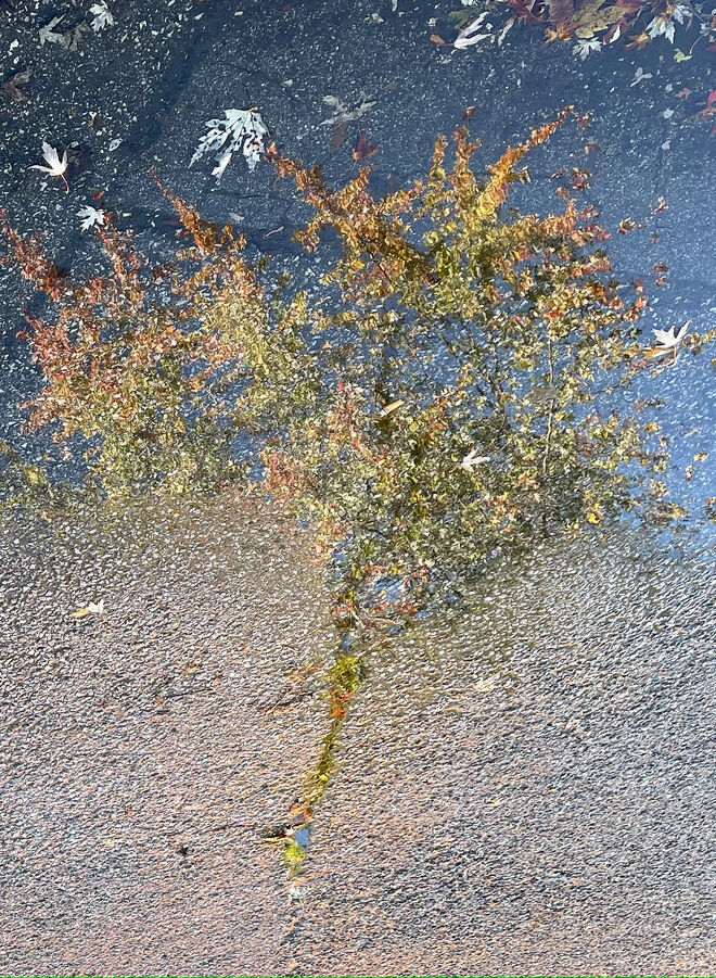 Der Herbst ist gekommen, die Blätter fallen ab