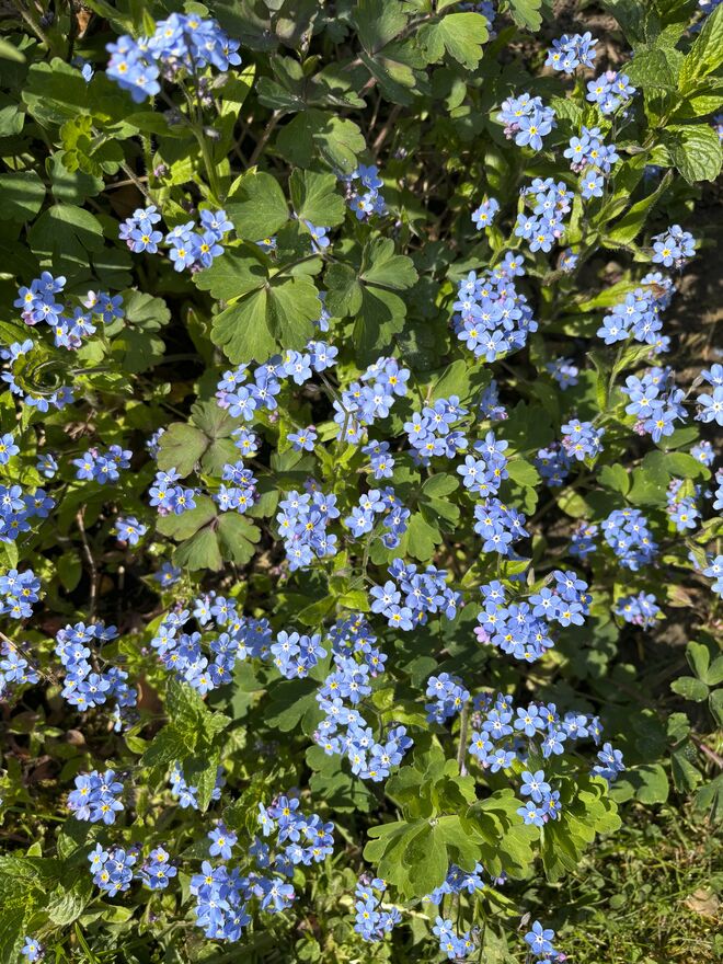 Kleine Blüten kommen groß heraus