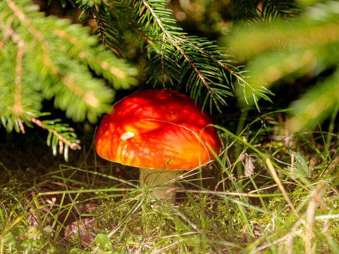 Gut versteckt...