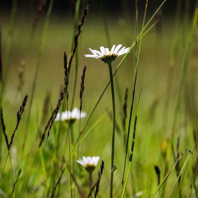 Wilde Margeriten