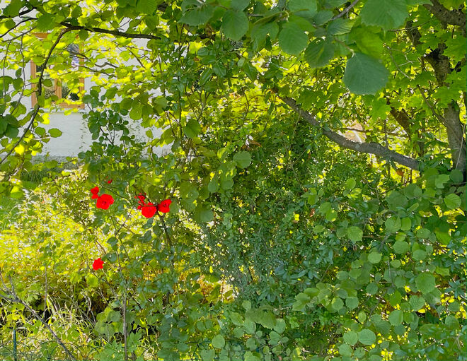 Rot und Grün