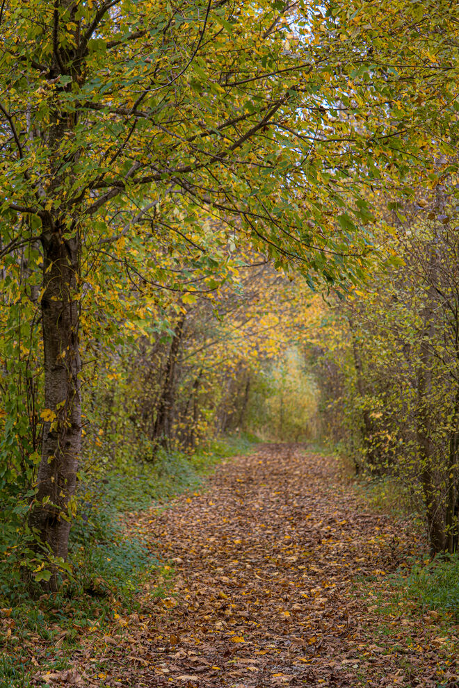 Ein Waldweg bedeckt mit Laub...