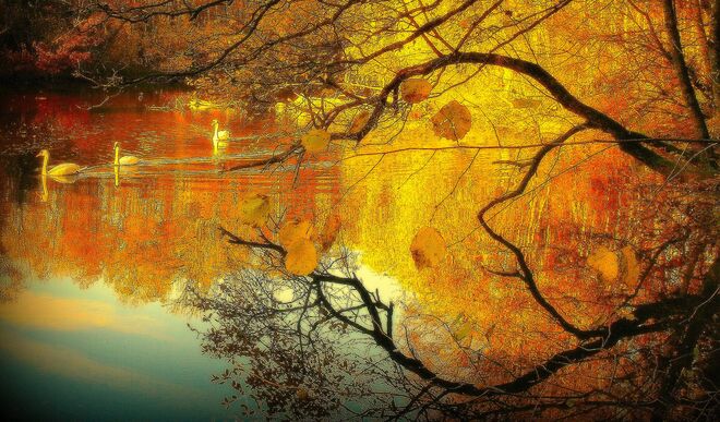 " HERBSTAUSFLUG DER SCHWÄNE"