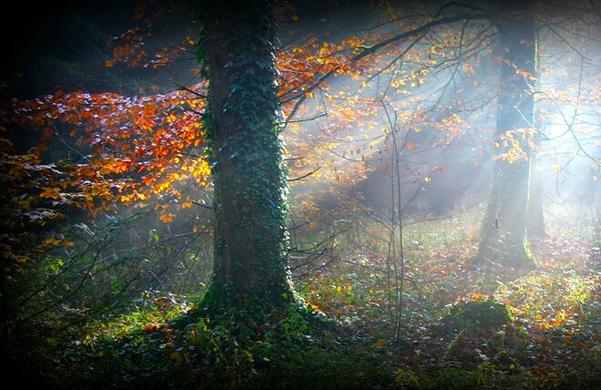 " MORGENNEBEL IM FORST "