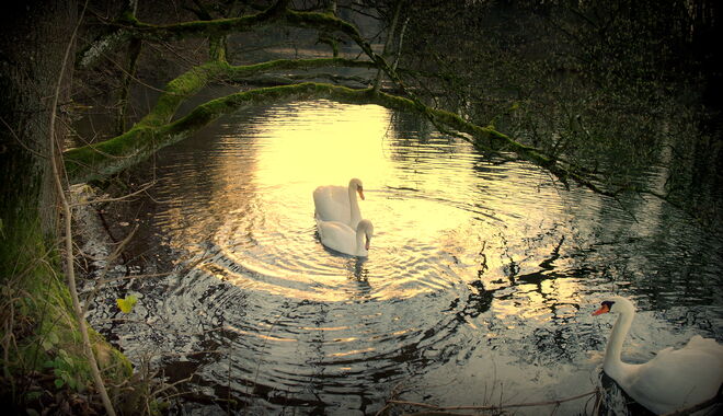 "EIN PLATZ AN DER SONNE"