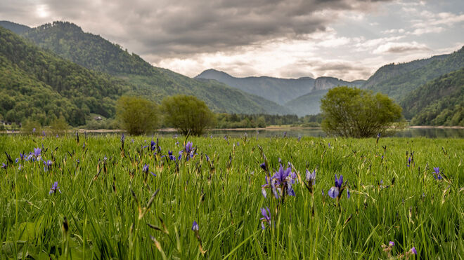Irisblüte am Vordersee-Faistenau