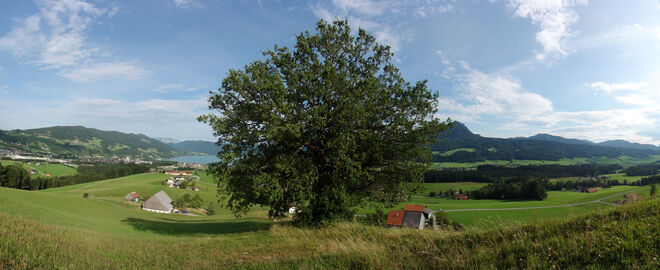 Irrsbergeiche