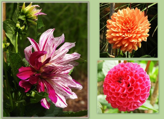 Dahlien von Hellbrunn