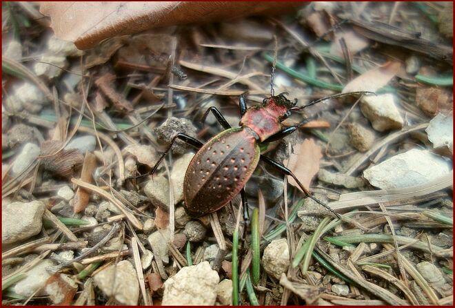 . . . ein prächtiger und schneller Läufer