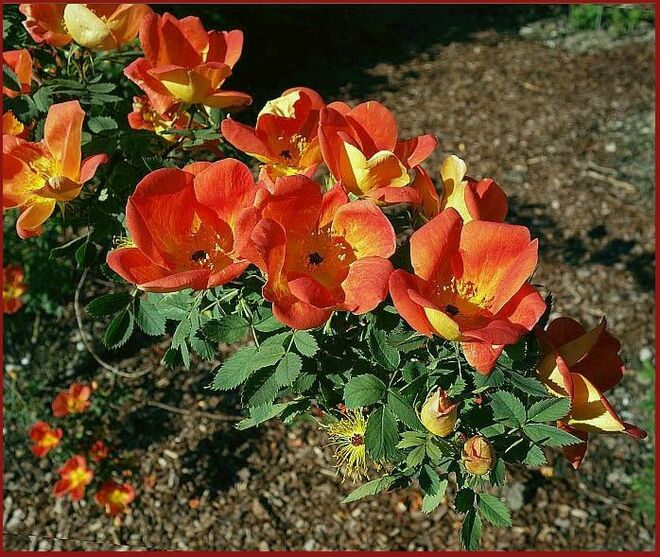 Unübliches Rosenleuchten grüßt im Beet