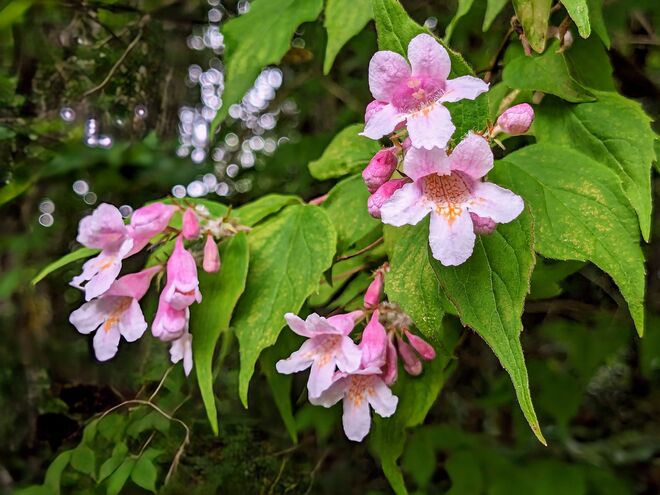 . . . Blüten einer Kolkwitzie . . .