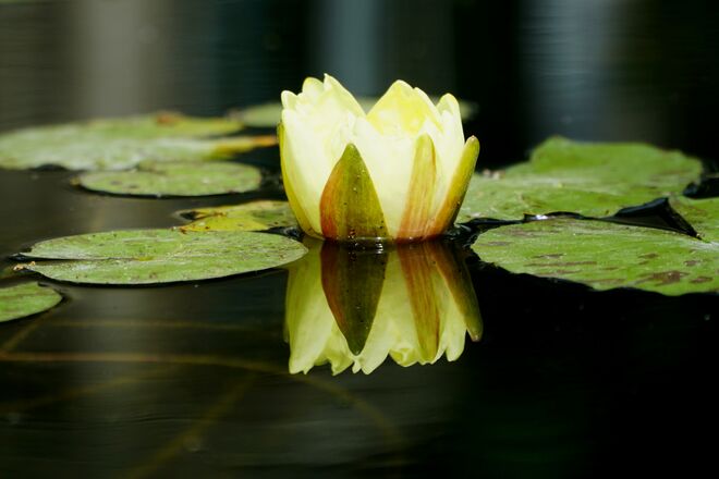 Lotus