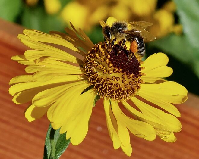 Volle (Pollen-) Höschen...
