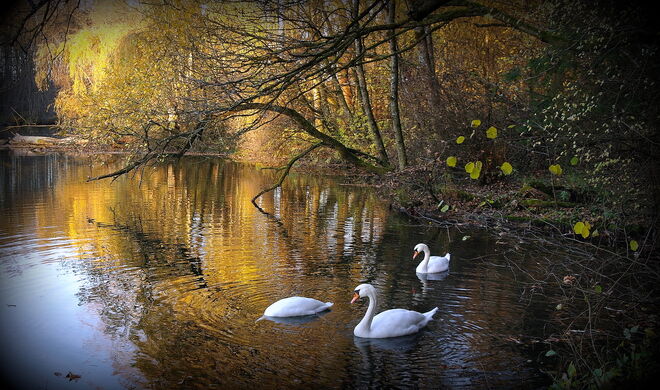" IN DEN HERBST EINGETAUCHT "