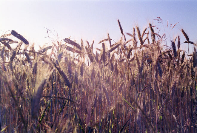 The Corn
