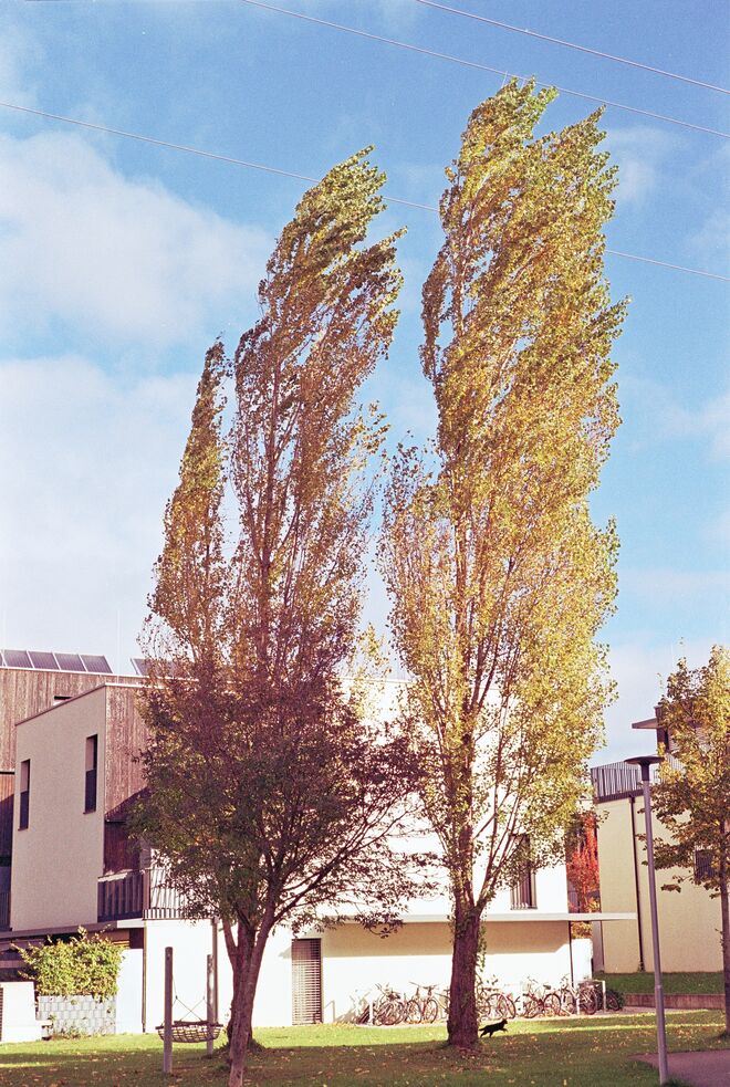 Colour, Wind and a Cat