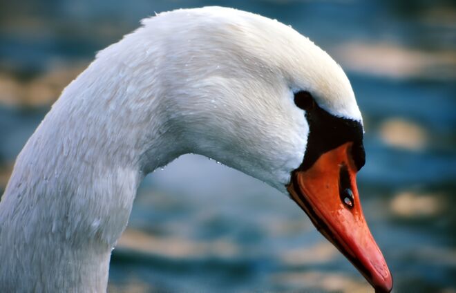 ein Schwan auf der Salzach