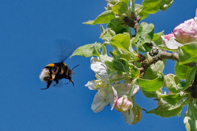 Brummi im Anflug