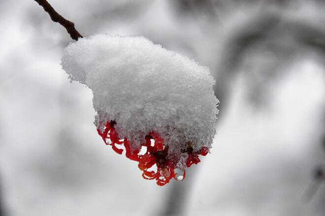 Hamamelisblüten mit Schneehauberl