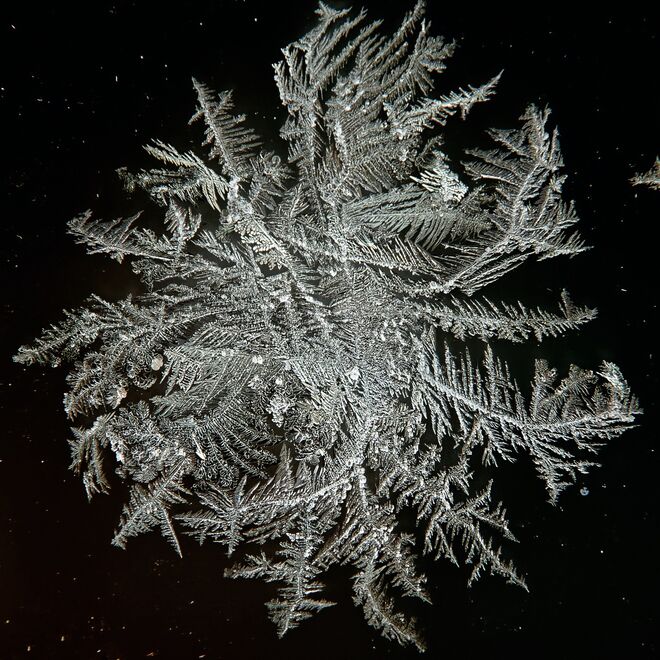 Vom Aussterben bedroht - die Eisblume
