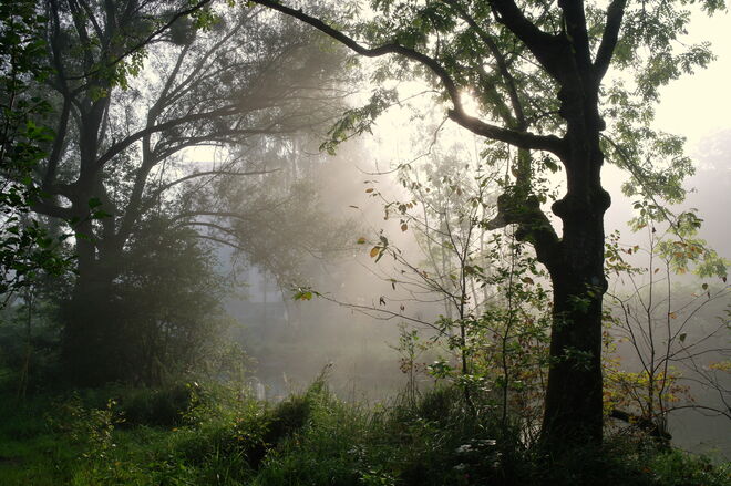 "NEBEL IM TAL"