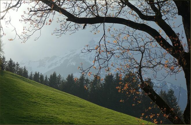 . . . der Nussbaum wagt es nun auch . . .